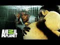 ¡Frank rescata a un bebé gibón! | Wild Frank: Al rescate | Animal Planet