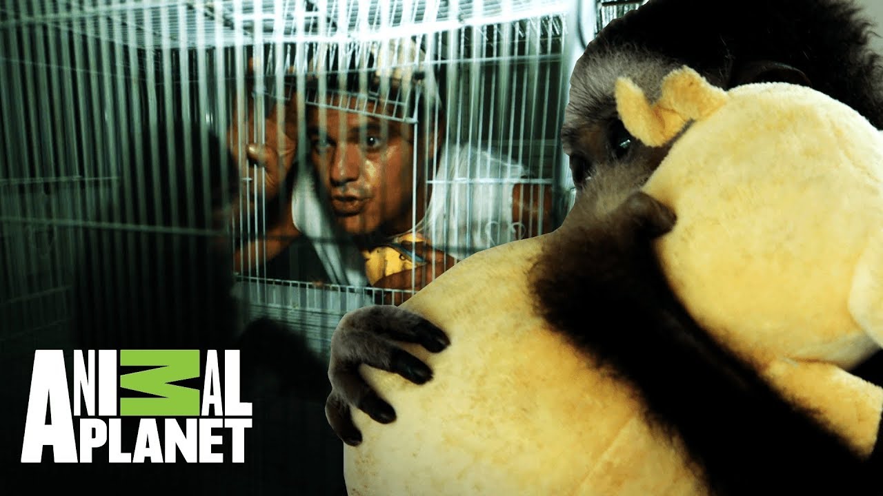 camera iphone 8 plus apk ¡Frank rescata a un bebé gibón! | Wild Frank: Al rescate | Animal Planet