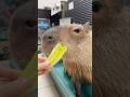 最近大好きなロメインレタス🥬 #capybara #カピバラ #animals #tokyo #癒し