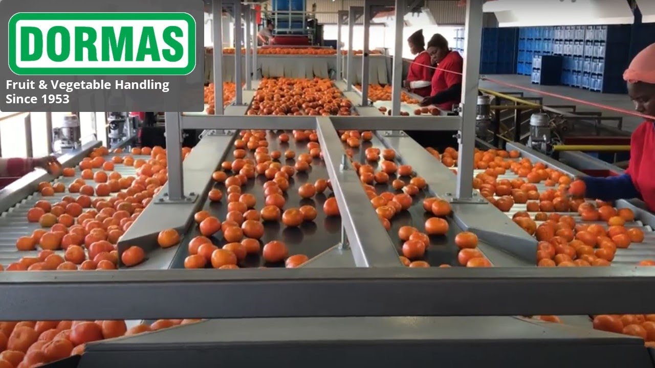Dormas | Citrus handling equipment with 4 lane Aweta Rollerstar- Loveren Van Zyl - 2018