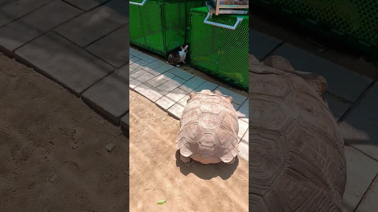 Огромная вьетнамская черепаха