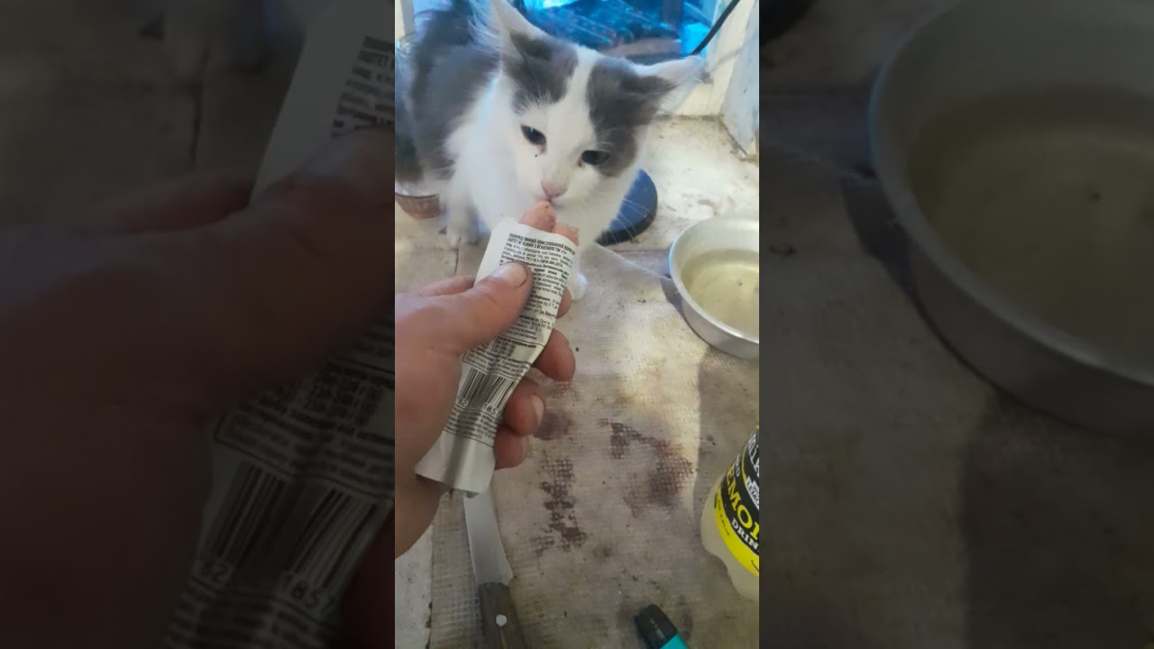 Спасіте Банда под названием Толстий Холодильник атакуеют 😄😄😄😄