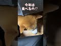 スイカ、嫌いだったじゃん！　京の柴犬：てんちゃんネル #柴犬 #犬 #shiba