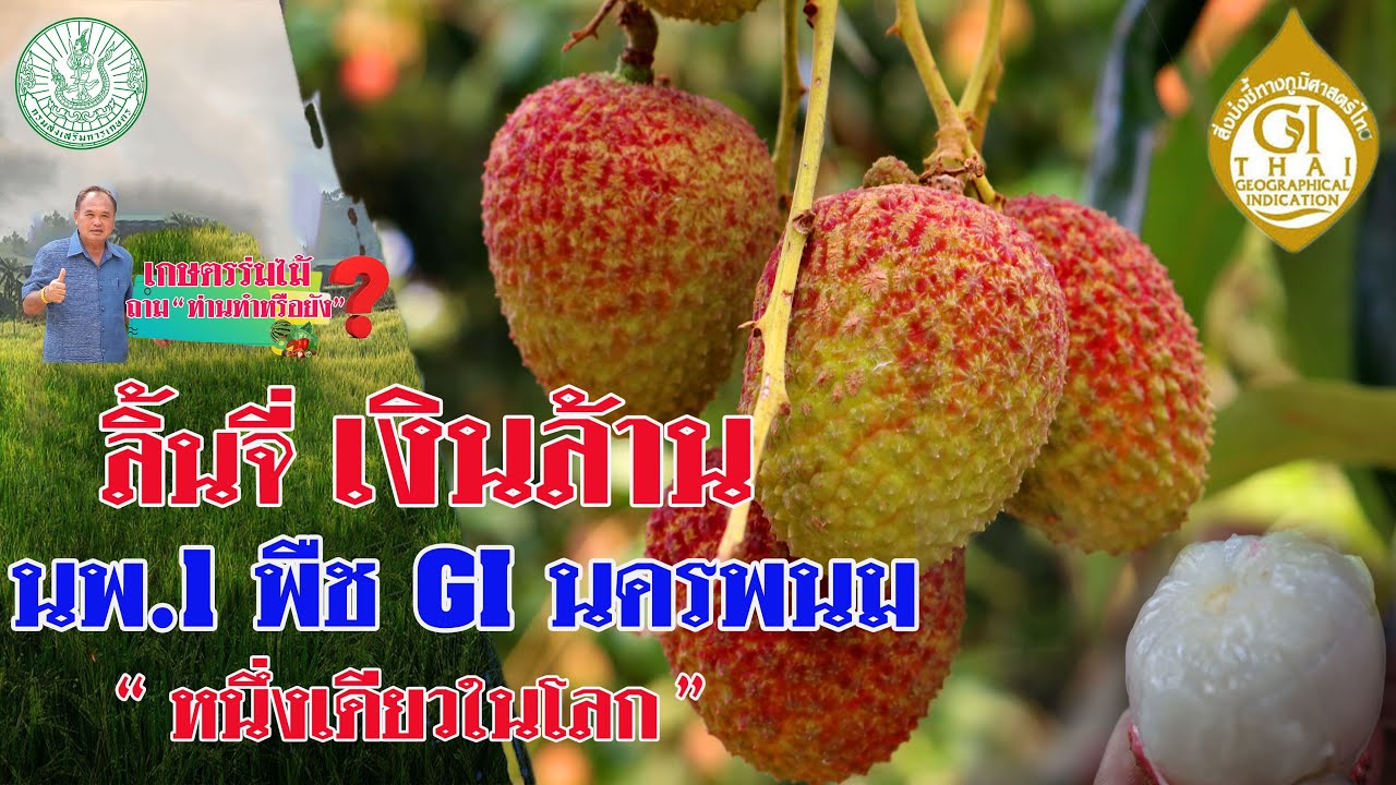 ลิ้นจี่ เงินล้าน (นพ.1) พืช Gi นครพนม 