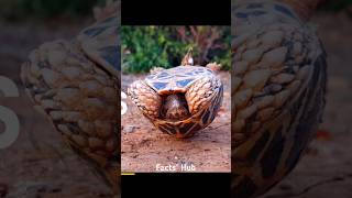 Famous If the turtle turns upside down 🤯 #shorts #viralshorts Profile