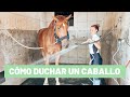 Cómo duchar a un caballo con jabón || Tutorial