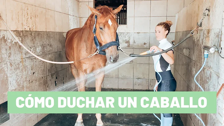 Cmo duchar a un caballo con jabn || Tutorial