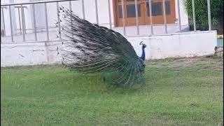 Peacockbeautifuldance#peacockwithvibrantfeathers#peacockwonderful#nature