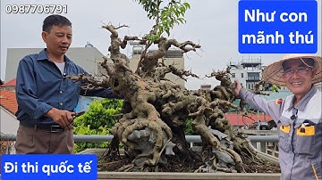 Cây sanh có dáng lạ đẹp hút hồn !. Sau này đi thi quốc tế 