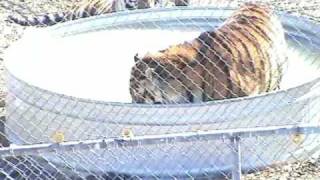 Wildlife Sanctuary Tiger in a pool