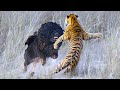 15 Animals That Could Defeat A Tiger