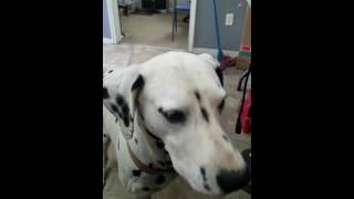 Percy Eating Like A Human Lol