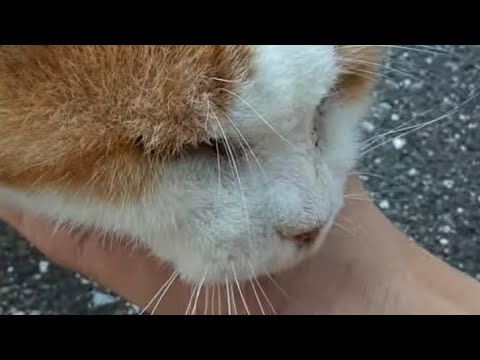 風の日の学校帰り、再びあの猫に会った