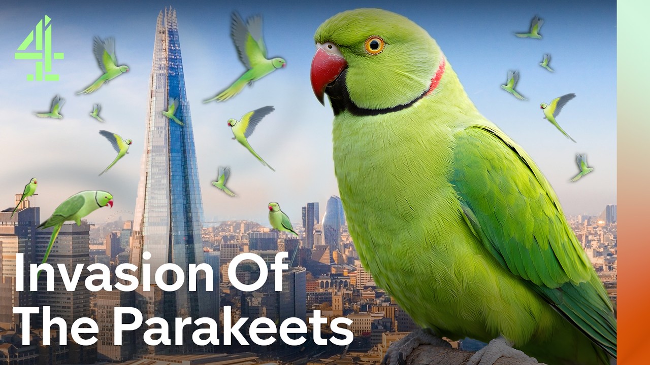 Britain's Parakeet Invasion: How Did It Happen? (2026)