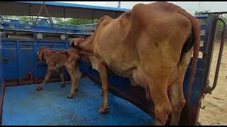 gir cow sell out (Jaipur) aravali dairy farm 9983954391