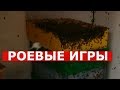 ЛЮБИТЕ РОИ? ТОГДА ВАМ СЮДА приключения с соседским роем