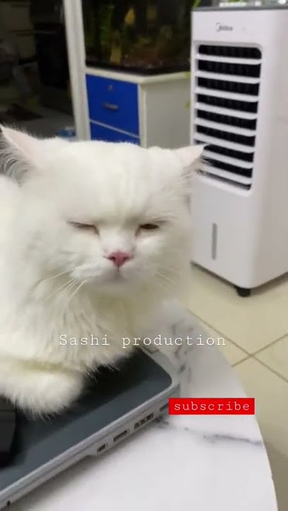 Funniest cat on my laptop | Cute & funny cats videos
