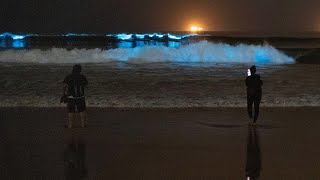 Bioluminecence in Sunset Beach 2023