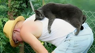 Cat and owner having a close relationship  Cute CATS show their love for owner