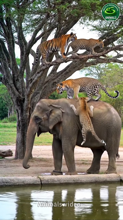 Cheetah climbing a tree and tiger jumping on an elephant #tigres #shorts