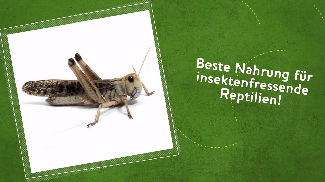 Wanderheuschrecken: Futterinsekten in der Großpackung - reptilienkosmos.de