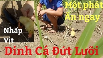 Nhấp Cá Lóc Bằng Vịt Con Hên Kéo Lên Bờ Đứt Luôn Lưỡi Câu Nè