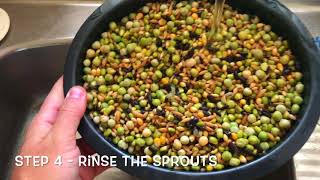 Sprouting Seeds for Parrots