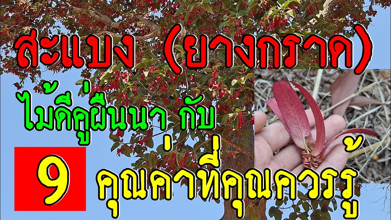 สะแบง (ยางกราด) ไม้ดีคู่ผืนนา กับ 9 คุณค่าที่คุณควรรู้