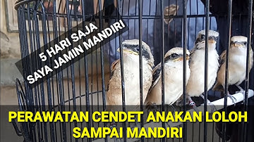 CARA MERAWAT CENDET ANAKAN LOLOH SAMPAI MANDIRI