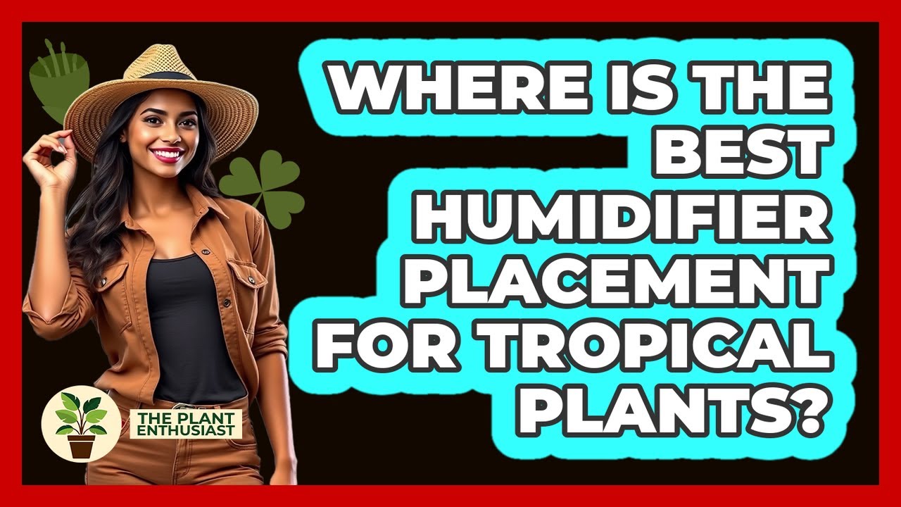 Where Is The Best Humidifier Placement For Tropical Plants? - The Plant Enthusiast