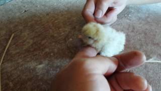 Born on the 4th of July! First Hatched Chick of 2017 by hotrodparker 52 views 6 years ago 51 seconds