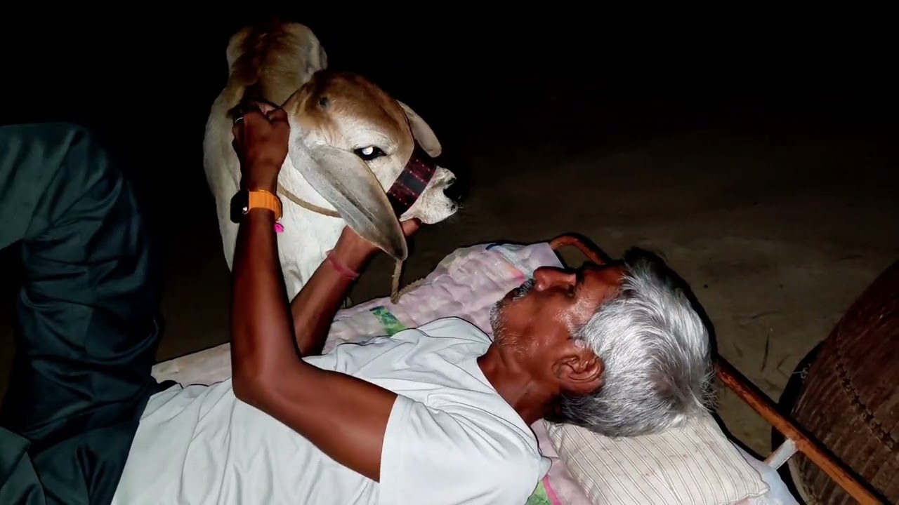 Funny nandi cow video 