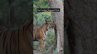 Big Size Tiger | Jim Corbett National Park | dhikala | Uttarakhand #trending #tiger #shortsfeed