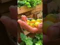 5 High Producing Dwarf Tomatoes For Container Gardening 5 High Producing Dwarf Tomatoes For Container Gardening