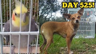 Leaving My Cockatiel Alone Outside! Cockatiel Chirping! (2-9-19)