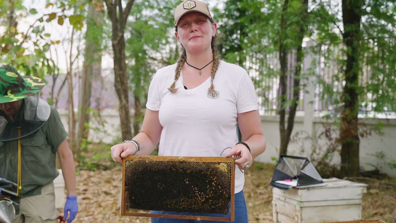 Detecting Tropilaelaps in honey bee colonies - bump and sticky board methods (PHIRA Science)