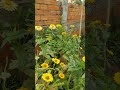 霧と初雪の冷たい朝,Beautiful flower,flower #Shorts 5