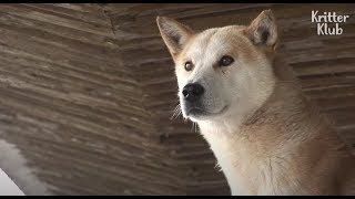 Puppy Sitting On Top Of The Roof Meets His Dead Dad Every Day.. | Kritter Klub