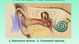 Как мы слышим звуки (волновую информацию)