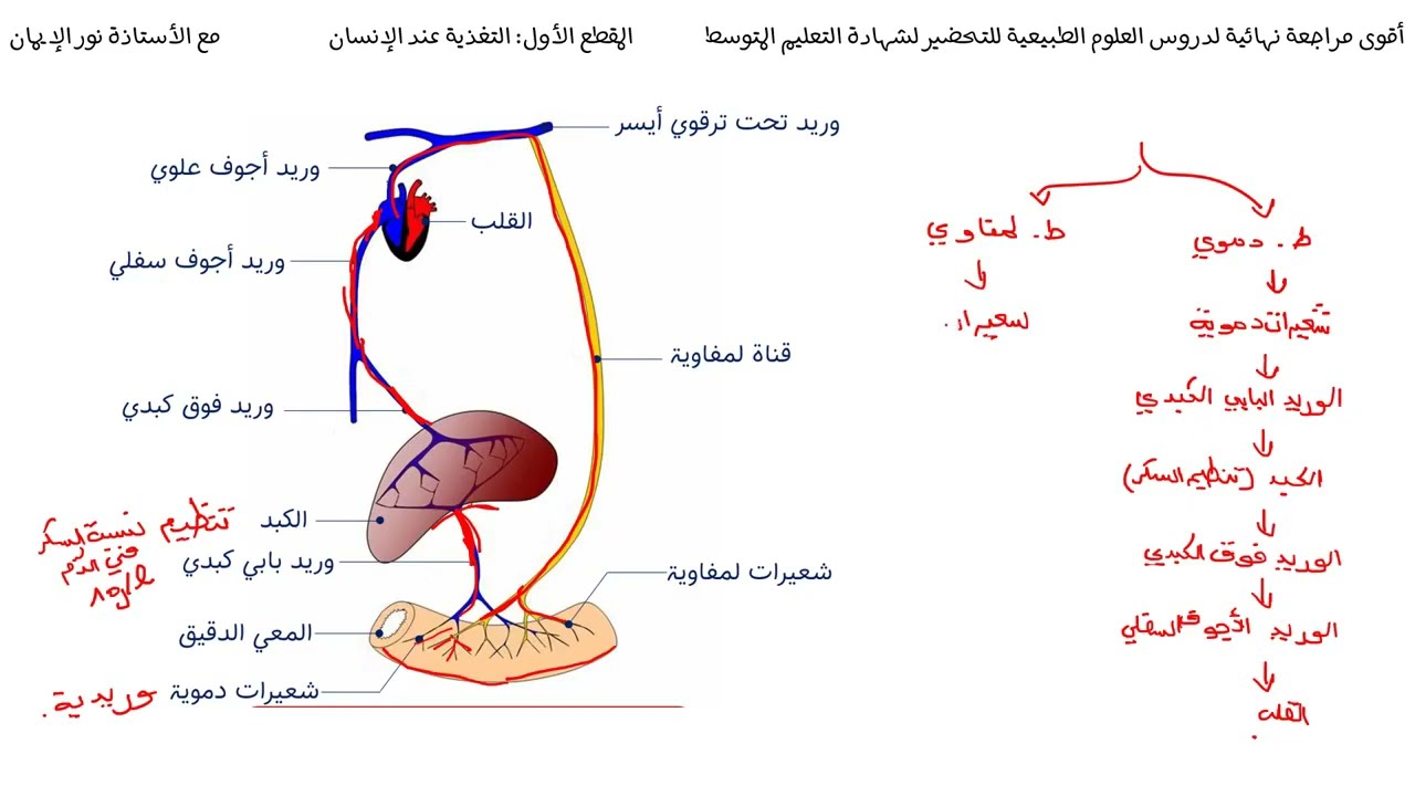رجعتلكم بتكملة للملخصات الشاملة للمراجعة النهائية للعلوم الطبيعية الحزء 02  الإمتصاص العلوم بين يديك