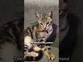 "the cat who thinks he's a tiger"#cat #shorts#funnycat