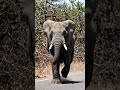 #elephants#banik_blaiz