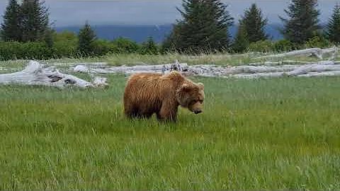 bears katmai