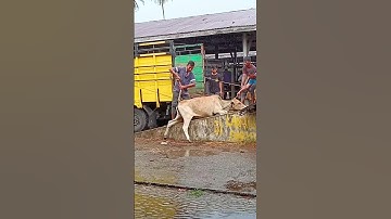 Funny Cow Slips, Tame Cow #cow #ox #cow