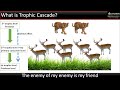 Trophic Cascade Dynamics in Ecosystems