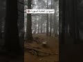 اصوات مخيفه داخل الغابة السوداء