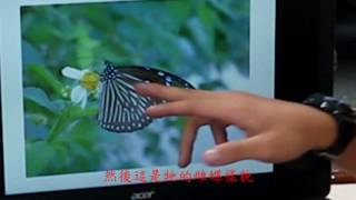 蝴蝶生態教室-端紫斑蝶