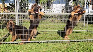 2 Cái 1 Đực Chó Becgie Đức Con Lông Dài Đẹp