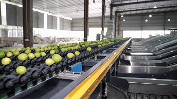 Lemon Sorting Processing Line