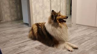 Ready Set Go Roxana is 4 years old! Rough collie tricks